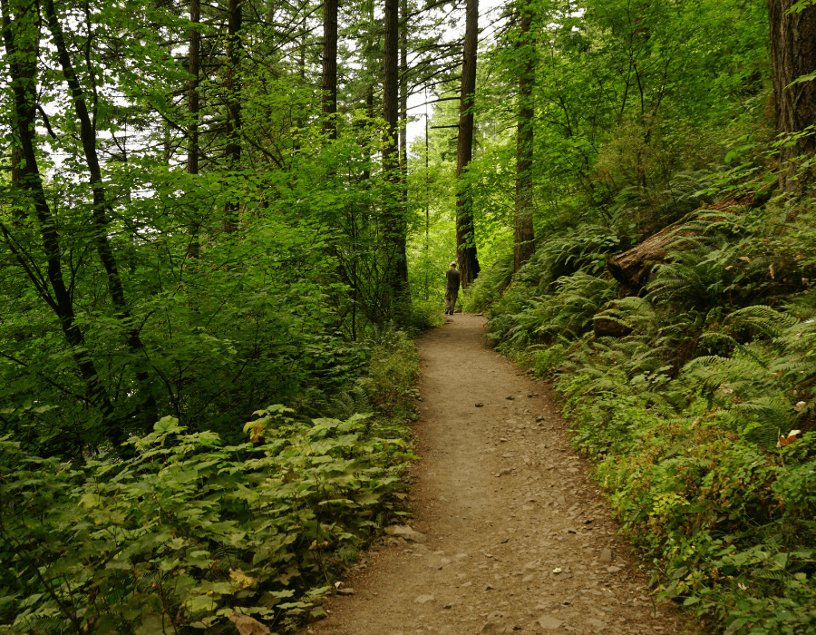 A winding dirt path through lush green vegetation in a forest.